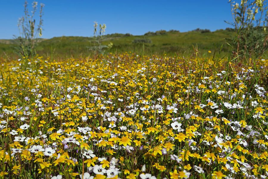 pale bird's-eye gilia & gold-fields (Gilia tricolor ssp. diffusa, Lasthenia sp.) [Padrones Canyon Road, Carrizo Plain National Monument, San Luis Obispo County, California]