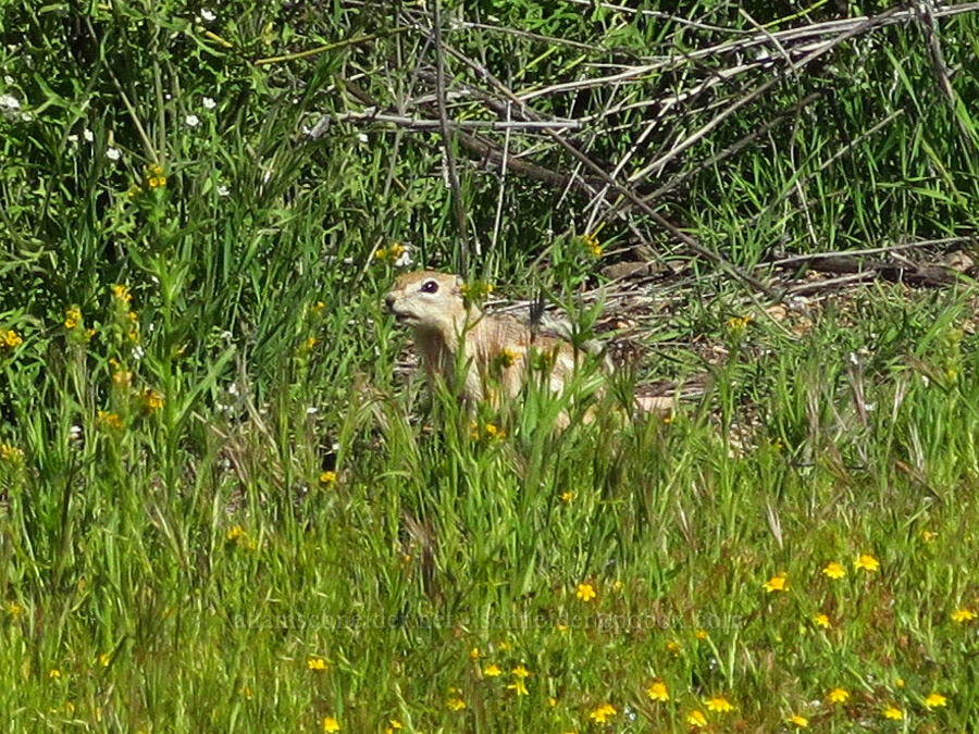 San Joaquin antelope squirrel (Ammospermophilus nelsoni) [Padrones Canyon Road, Carrizo Plain National Monument, San Luis Obispo County, California]