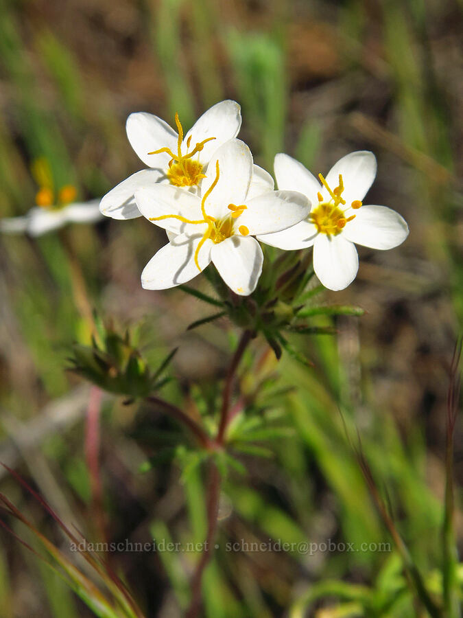 variable linanthus (Leptosiphon parviflorus (Linanthus parviflorus)) [Padrones Canyon Road, Carrizo Plain National Monument, San Luis Obispo County, California]