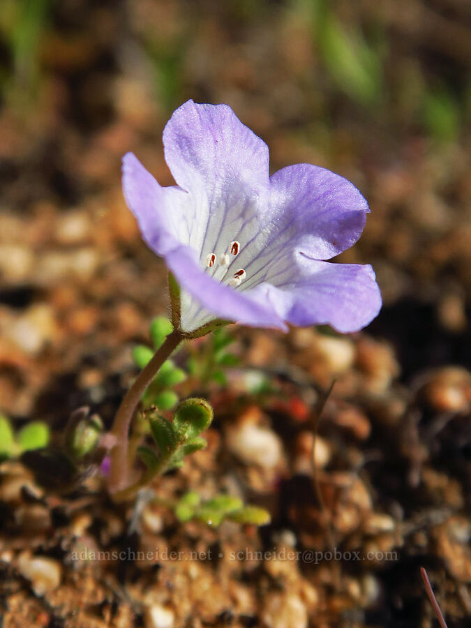 Douglas' phacelia (Phacelia douglasii) [Padrones Canyon Road, Carrizo Plain National Monument, San Luis Obispo County, California]