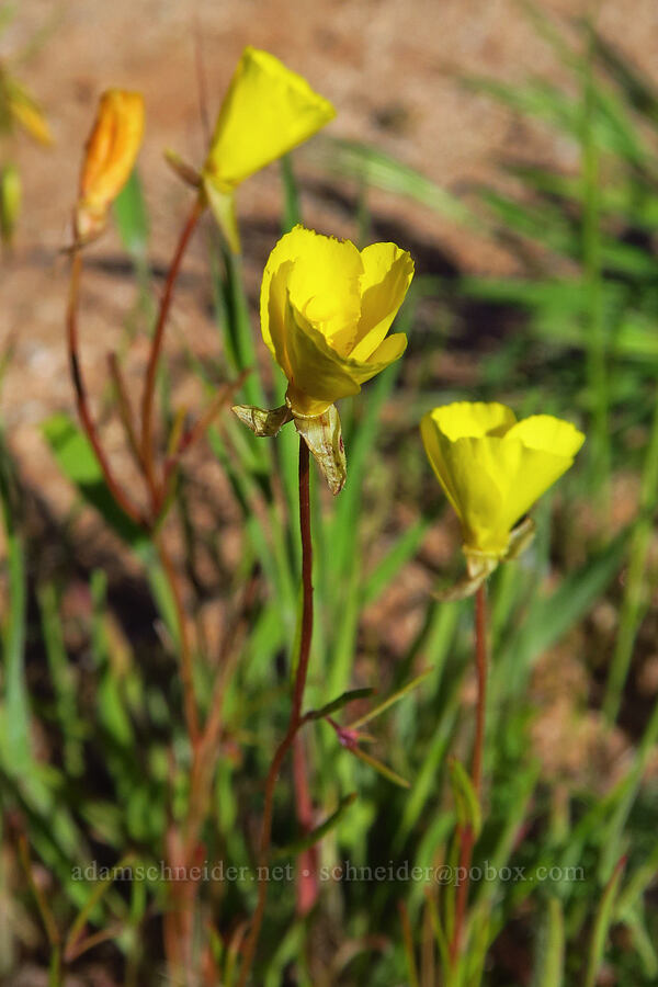 golden sun-cup (Camissonia campestris) [Padrones Canyon Road, Carrizo Plain National Monument, San Luis Obispo County, California]