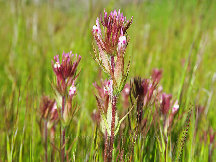 short-style owl's-clover (Castilleja brevistyla (Orthocarpus brevistyla)) [Padrones Canyon Road, Carrizo Plain National Monument, San Luis Obispo County, California]