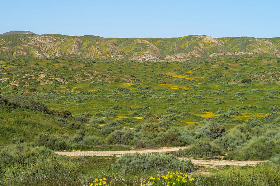 Elkhorn Scarp & wildflowers [Padrones Canyon Road, Carrizo Plain National Monument, San Luis Obispo County, California]