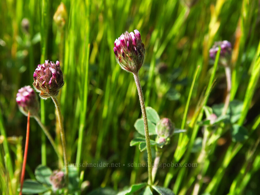 rancheria clover (Trifolium albopurpureum) [Quail Springs Road, Carrizo Plain National Monument, San Luis Obispo County, California]