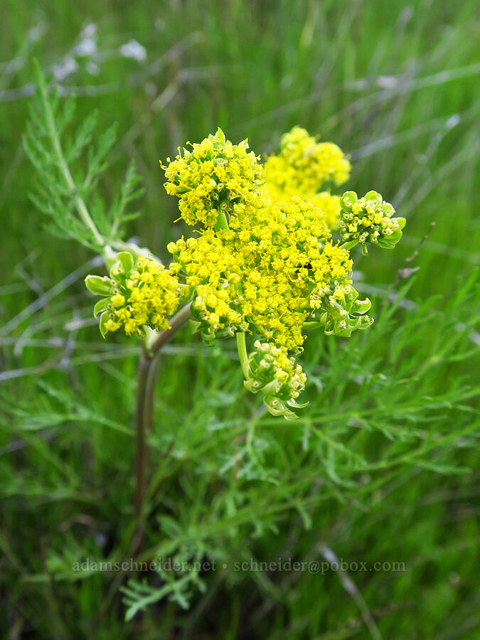 spring-gold desert parsley (Lomatium utriculatum) [Quail Springs Road, Carrizo Plain National Monument, San Luis Obispo County, California]