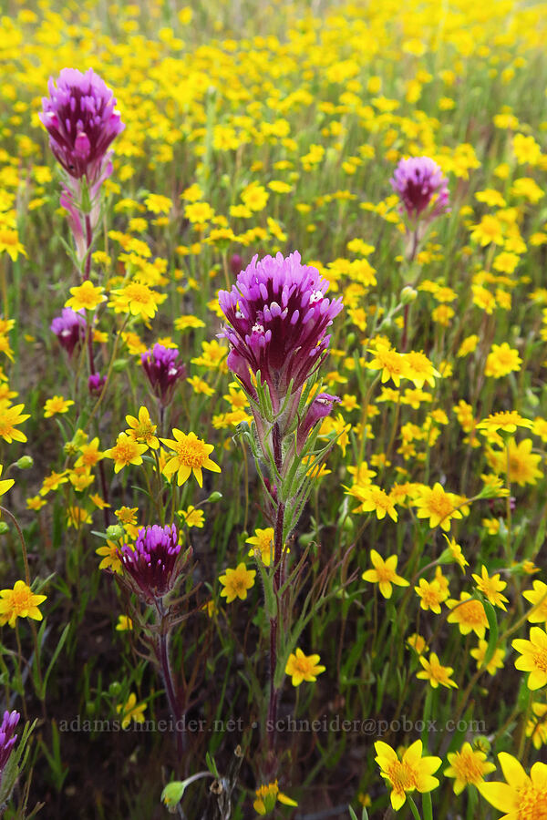 purple owl's-clover & gold-fields (Castilleja exserta var. exserta (Orthocarpus exsertus), Lasthenia sp.) [Quail Springs Road, Carrizo Plain National Monument, San Luis Obispo County, California]