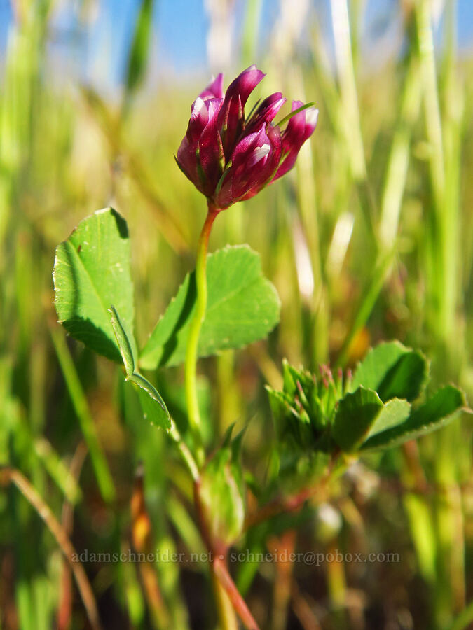 pin-point clover (Trifolium gracilentum) [Quail Springs Road, Carrizo Plain National Monument, San Luis Obispo County, California]