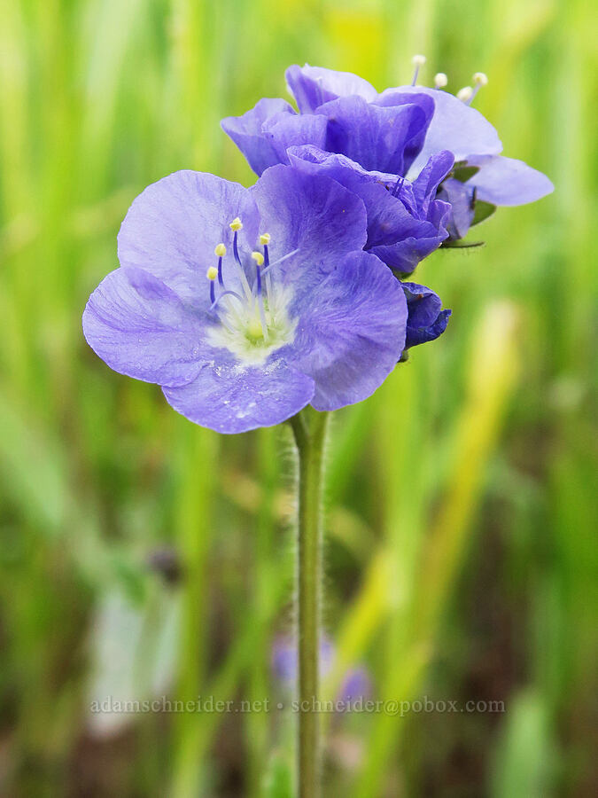 very small Great Valley phacelia (Phacelia ciliata) [Quail Springs Road, Carrizo Plain National Monument, San Luis Obispo County, California]