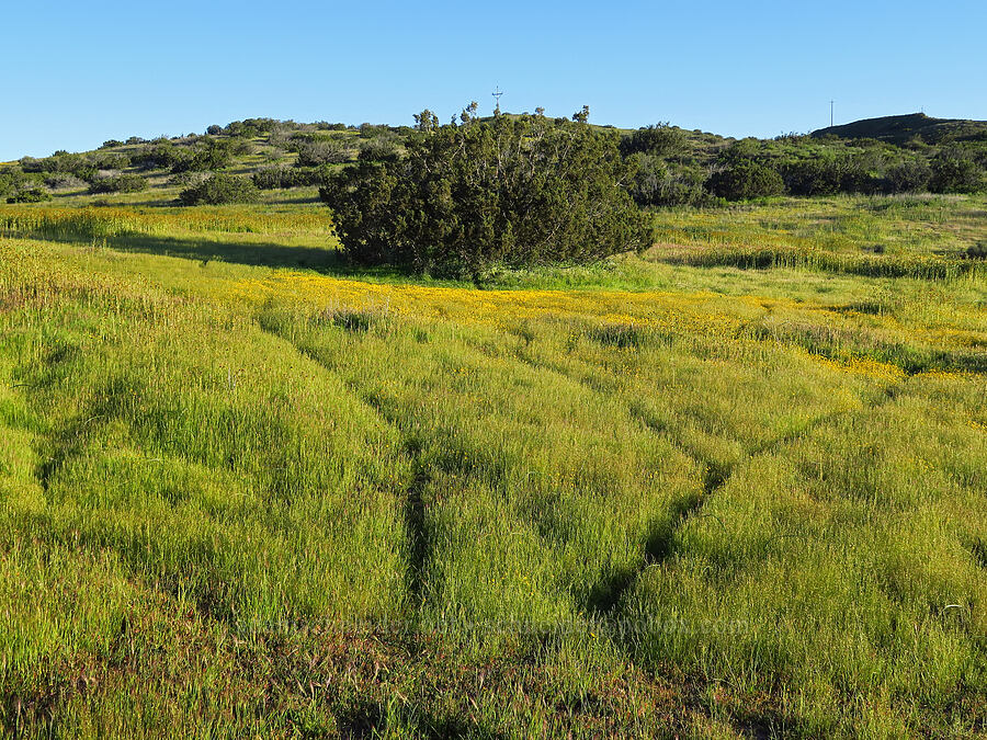 rodent trails [Quail Springs Road, Carrizo Plain National Monument, San Luis Obispo County, California]