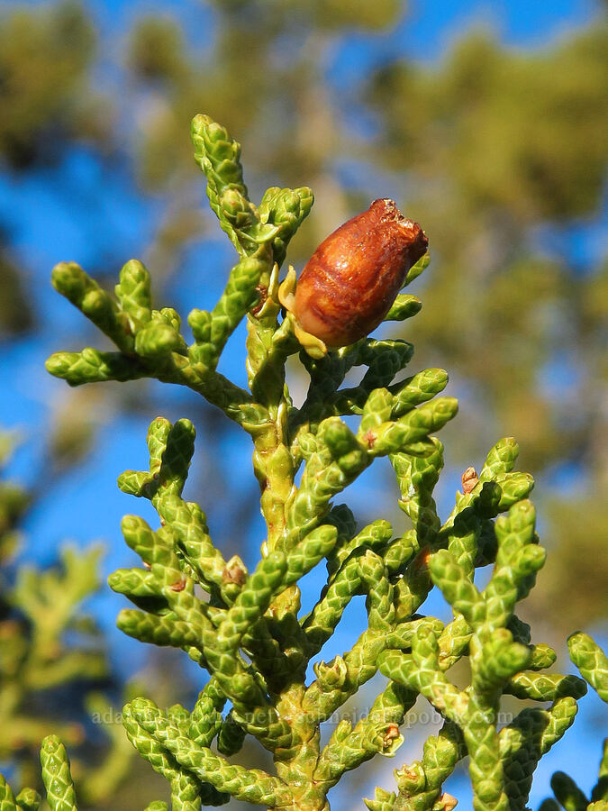 juniper urn midge gall on California juniper (Walshomyia juniperina, Juniperus californica) [Quail Springs Road, Carrizo Plain National Monument, San Luis Obispo County, California]