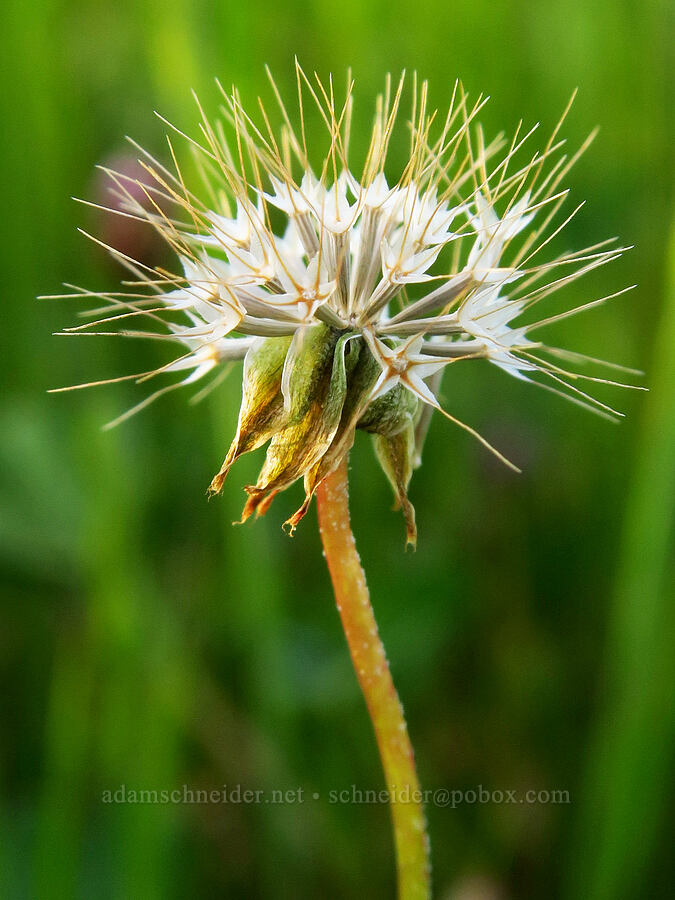 San Joaquin silver-puffs (?) (Microseris campestris) [Quail Springs Road, Carrizo Plain National Monument, San Luis Obispo County, California]