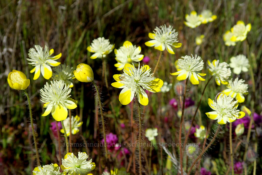 cream-cups (Platystemon californicus) [Quail Springs Road, Carrizo Plain National Monument, San Luis Obispo County, California]