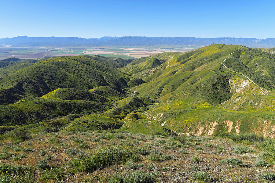 view to the south [Quail Springs Road, Carrizo Plain National Monument, San Luis Obispo County, California]