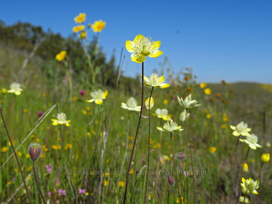 cream-cups (Platystemon californicus) [Quail Springs Road, Carrizo Plain National Monument, San Luis Obispo County, California]