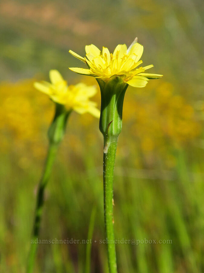 silver-puffs (Uropappus lindleyi (Microseris lindleyi)) [Quail Canyon, Carrizo Plain National Monument, San Luis Obispo County, California]