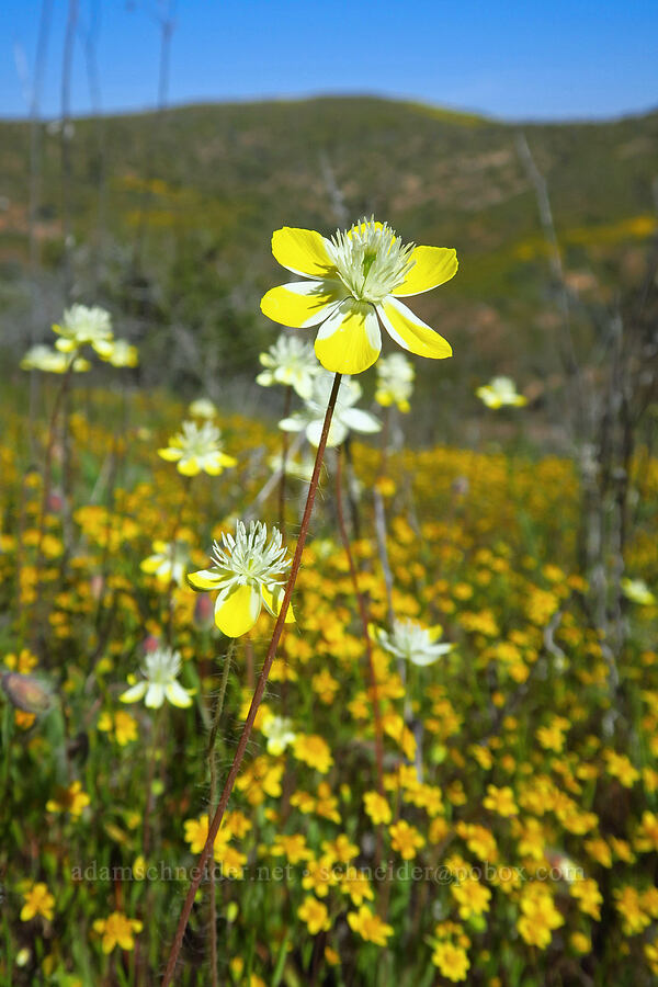 cream-cups & gold-fields (Platystemon californicus, Lasthenia sp.) [Quail Canyon, Carrizo Plain National Monument, San Luis Obispo County, California]