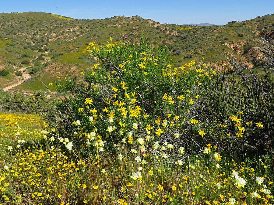 wildflowers (Ericameria linearifolia (Haplopappus linearifolius), Platystemon californicus, Lasthenia sp.) [Quail Canyon, Carrizo Plain National Monument, San Luis Obispo County, California]