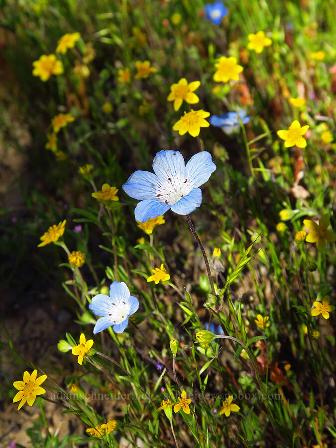 baby-blue-eyes & gold-fields (Nemophila menziesii var. menziesii, Lasthenia sp.) [Quail Canyon, Carrizo Plain National Monument, San Luis Obispo County, California]