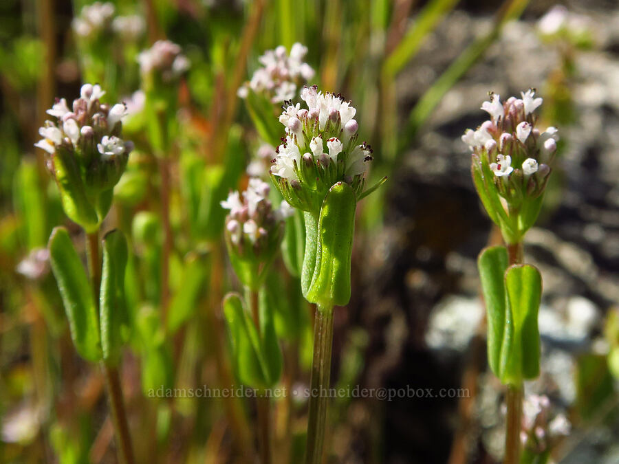 white plectritis (Plectritis macrocera) [Quail Canyon, Carrizo Plain National Monument, San Luis Obispo County, California]