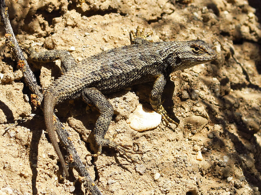 Coast Range fence lizard (Sceloporus occidentalis bocourtii) [Quail Canyon, Carrizo Plain National Monument, San Luis Obispo County, California]