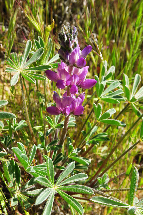 chick lupine (Lupinus microcarpus) [Quail Canyon, Carrizo Plain National Monument, San Luis Obispo County, California]