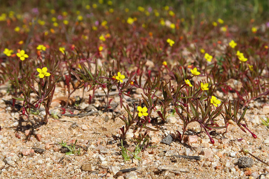 plains evening-primrose (contorted sun-cup) (Camissonia contorta (Oenothera contorta)) [Quail Canyon, Carrizo Plain National Monument, San Luis Obispo County, California]