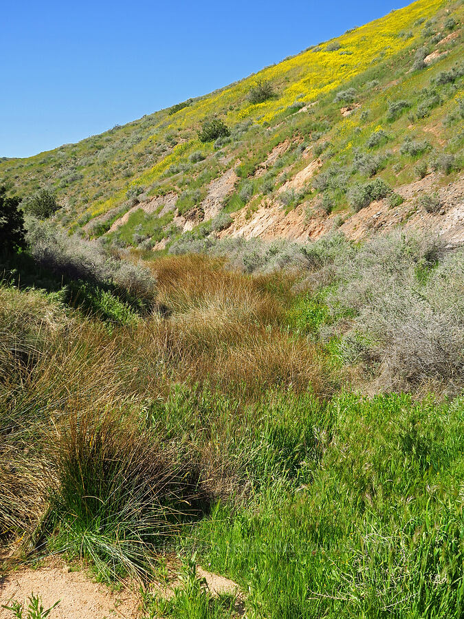 Quail Springs [Quail Canyon, Carrizo Plain National Monument, San Luis Obispo County, California]