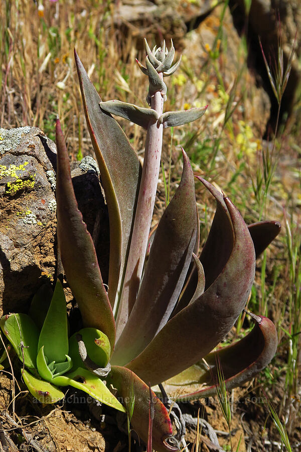 lance-leaf live-forever, budding (Dudleya lanceolata) [Quail Canyon, Carrizo Plain National Monument, San Luis Obispo County, California]