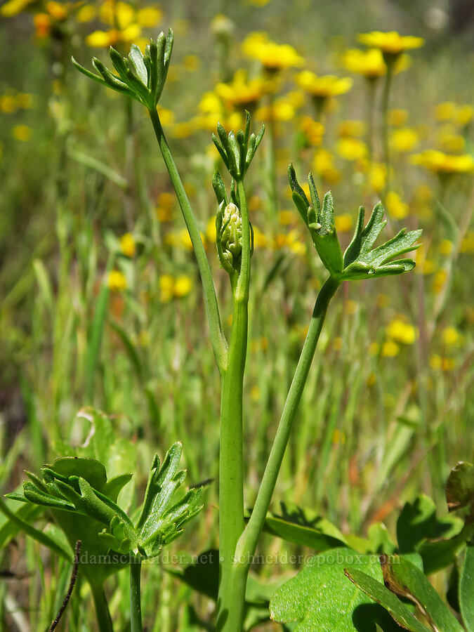 Panoche Creek larkspur (?), budding (Delphinium gypsophilum) [Quail Canyon, Carrizo Plain National Monument, San Luis Obispo County, California]