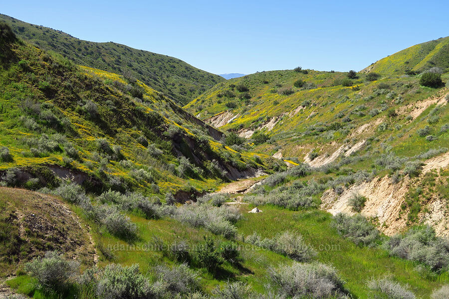 Quail Canyon [Quail Canyon, Carrizo Plain National Monument, San Luis Obispo County, California]