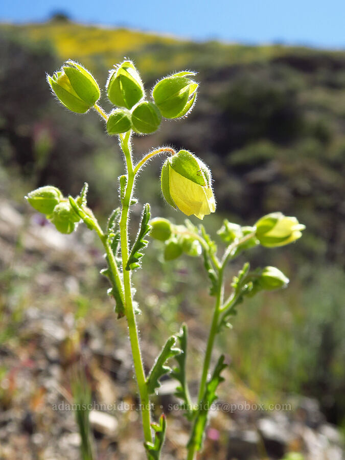 whispering bells (Emmenanthe penduliflora) [Quail Canyon, Carrizo Plain National Monument, San Luis Obispo County, California]