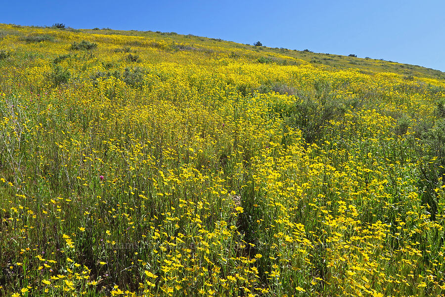 hillside daisies (Monolopia lanceolata) [Quail Canyon, Carrizo Plain National Monument, San Luis Obispo County, California]