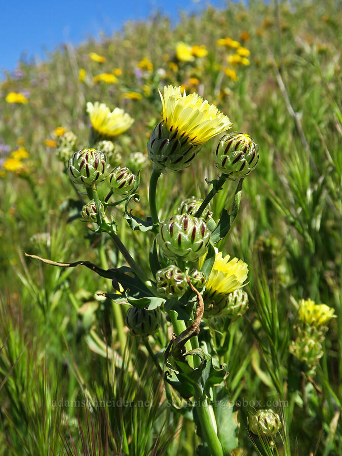 snake's-head desert-dandelion (Malacothrix coulteri) [Quail Springs Road, Carrizo Plain National Monument, San Luis Obispo County, California]