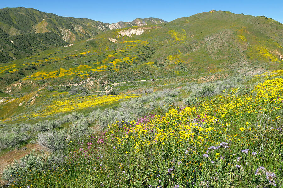 wildflowers [Quail Springs Road, Carrizo Plain National Monument, San Luis Obispo County, California]