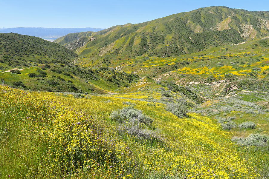 wildflowers in Quail Canyon [Quail Springs Road, Carrizo Plain National Monument, San Luis Obispo County, California]