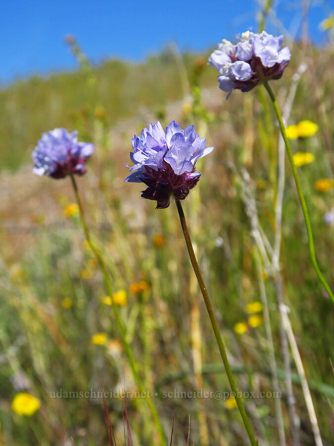 ball gilia (Gilia capitata ssp. abrotanifolia) [Quail Springs Road, Carrizo Plain National Monument, San Luis Obispo County, California]