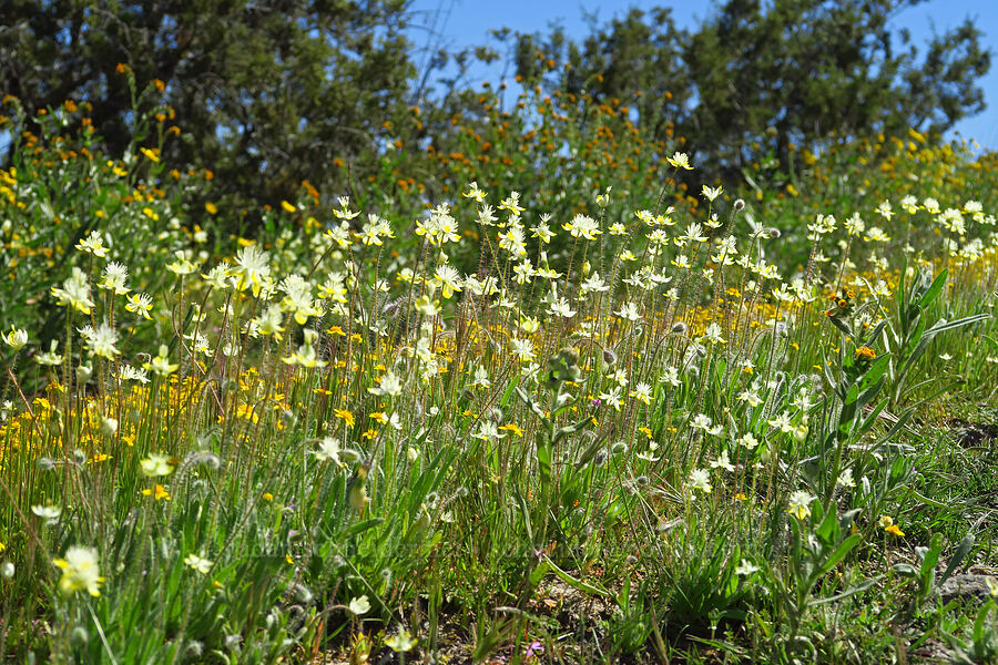 cream-cups & other wildflowers (Platystemon californicus) [Quail Springs Road, Carrizo Plain National Monument, San Luis Obispo County, California]