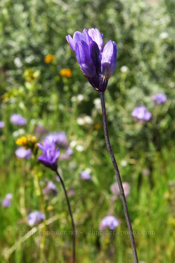 blue dicks (Dipterostemon capitatus (Dichelostemma capitatum)) [Quail Springs Road, Carrizo Plain National Monument, San Luis Obispo County, California]