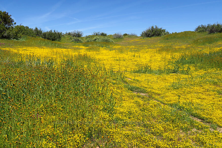 gold-fields & fiddleneck (Lasthenia sp.) [Quail Springs Road, Carrizo Plain National Monument, San Luis Obispo County, California]