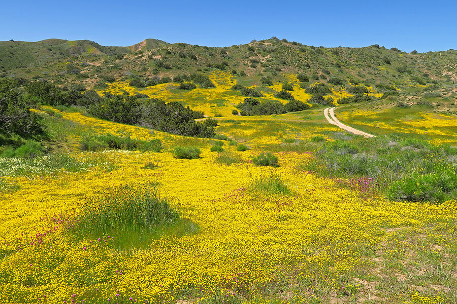 wildflowers [Quail Springs Road, Carrizo Plain National Monument, San Luis Obispo County, California]