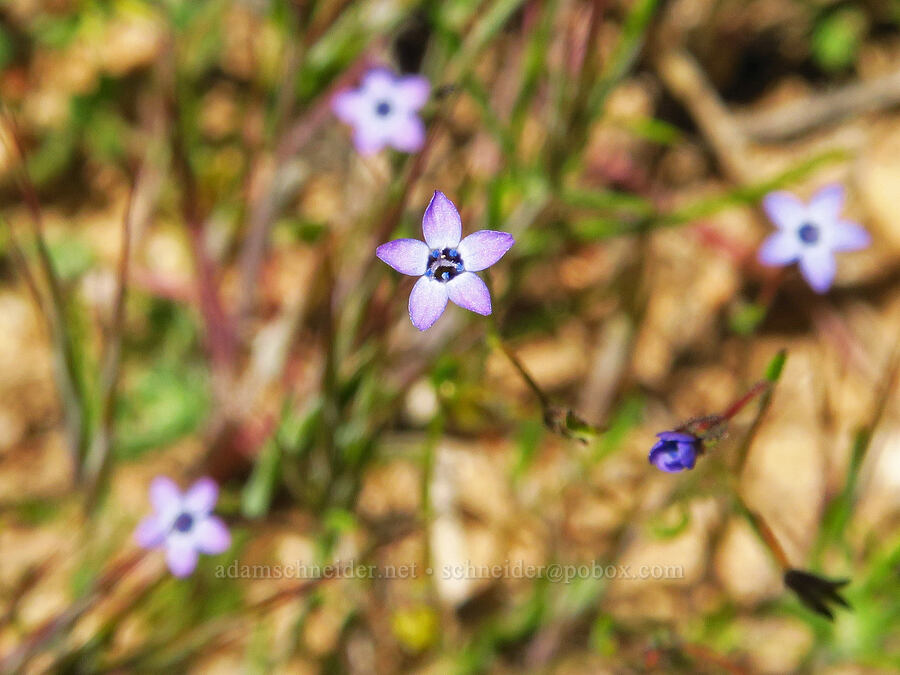 little gilia (Gilia minor) [Quail Springs Road, Carrizo Plain National Monument, San Luis Obispo County, California]