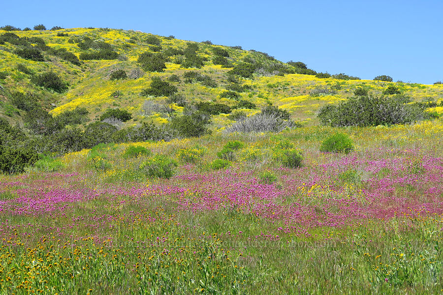 wildflowers [Quail Springs Road, Carrizo Plain National Monument, San Luis Obispo County, California]