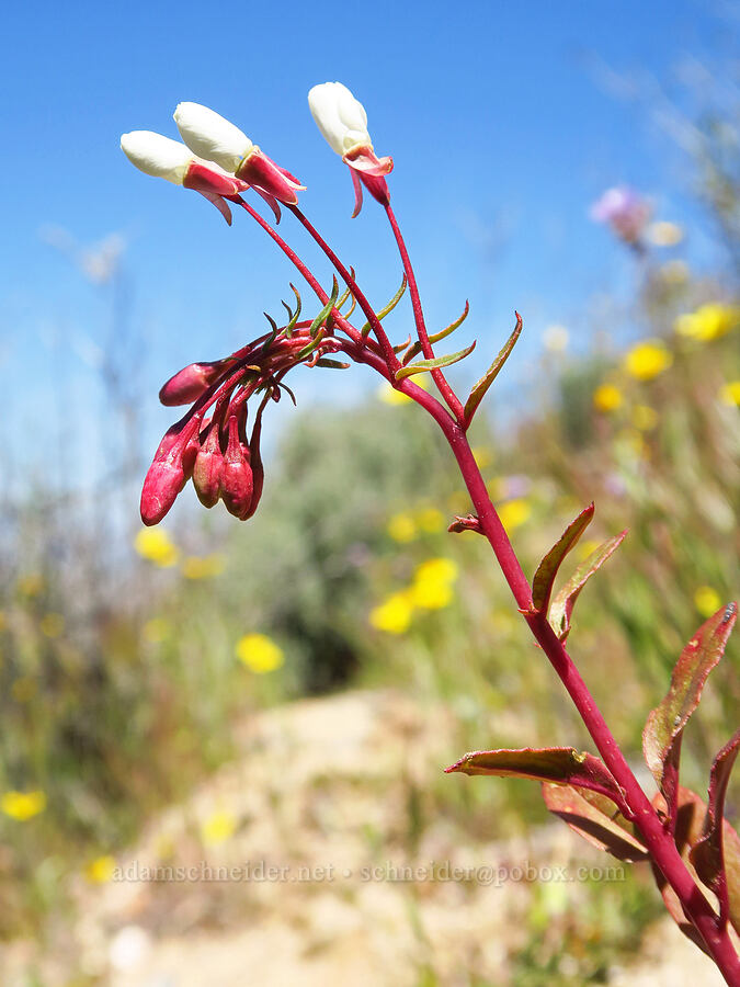 shredding evening-primrose (Booth's sun-cups) (Eremothera boothii ssp. decorticans (Camissonia boothii ssp. decorticans)) [Quail Springs Road, Carrizo Plain National Monument, San Luis Obispo County, California]