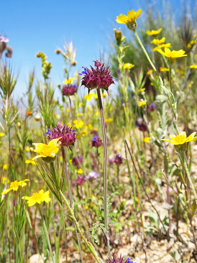 chia sage & hillside daisies (Salvia columbariae, Monolopia lanceolata) [Quail Springs Road, Carrizo Plain National Monument, San Luis Obispo County, California]