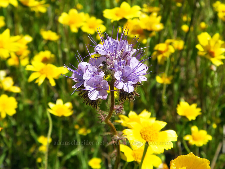 distant phacelia & hillside daisies (Phacelia distans, Monolopia lanceolata) [Quail Springs Road, Carrizo Plain National Monument, San Luis Obispo County, California]