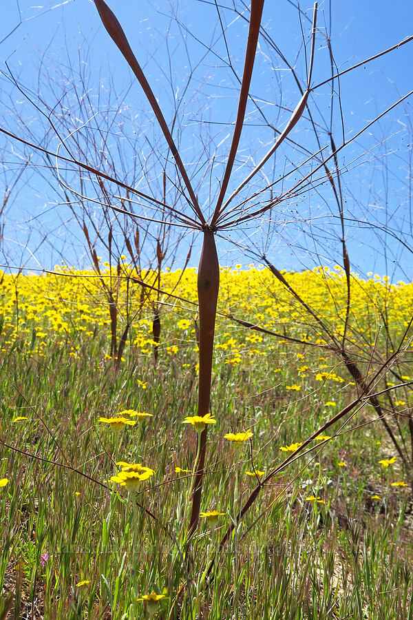 Hoover's desert-trumpet buckwheat, last year's stalks (Eriogonum clavatum) [Quail Springs Road, Carrizo Plain National Monument, San Luis Obispo County, California]