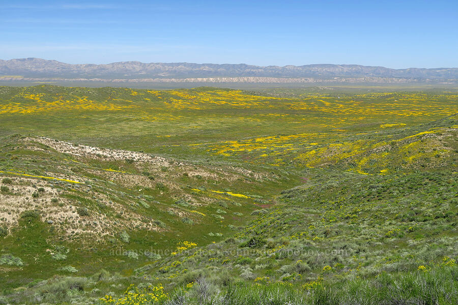 wildflowers, Carrizo Plain, & the Temblor Range [Wells Ranch Road, Carrizo Plain National Monument, San Luis Obispo County, California]