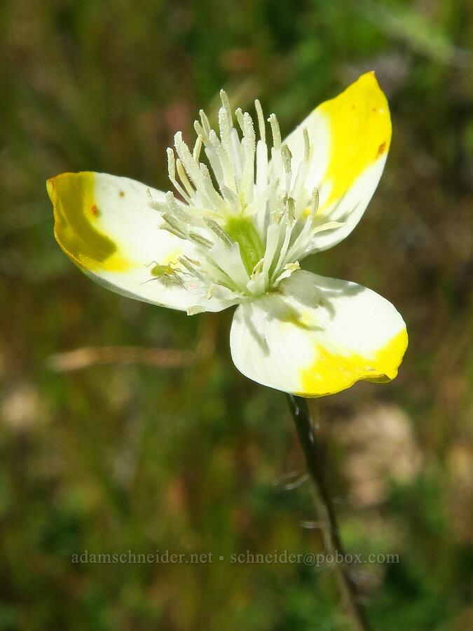 cream-cups with only 3 petals (Platystemon californicus) [Wells Ranch Road, Carrizo Plain National Monument, San Luis Obispo County, California]