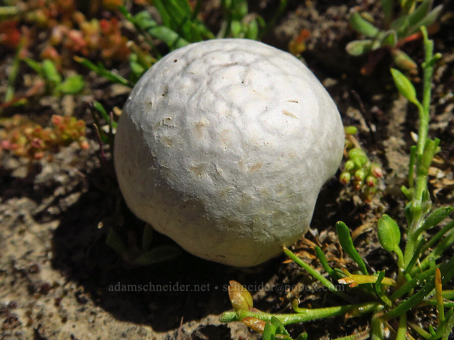 puffball mushroom [Wells Ranch Road, Carrizo Plain National Monument, San Luis Obispo County, California]