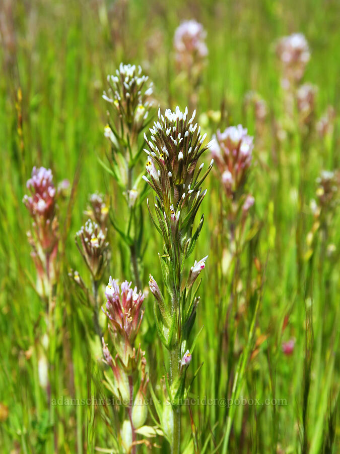 narrow-leaf & short-style owl's-clover (Castilleja attenuata (Orthocarpus attenuatus), Castilleja brevistyla (Orthocarpus brevistyla)) [Wells Ranch Road, Carrizo Plain National Monument, San Luis Obispo County, California]